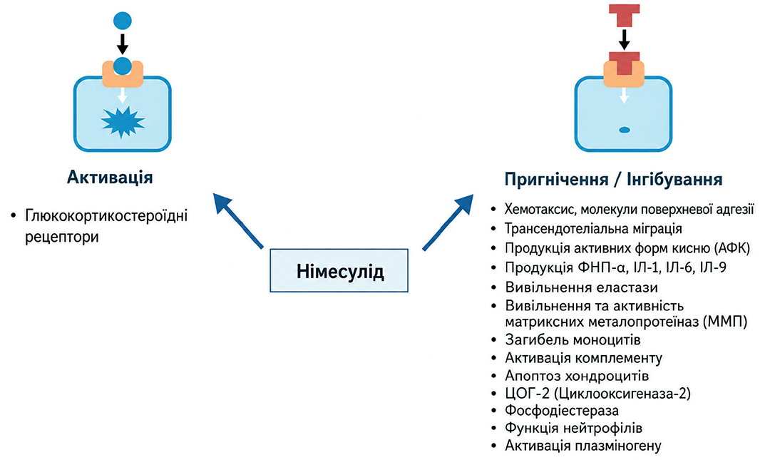 Молекулярна модель активації інфламасоми кристалами сечової кислоти